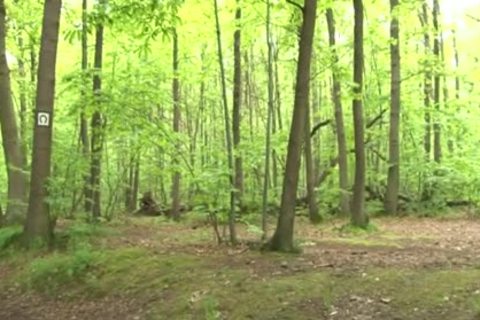 This shelady Wants Sex In The Forest
